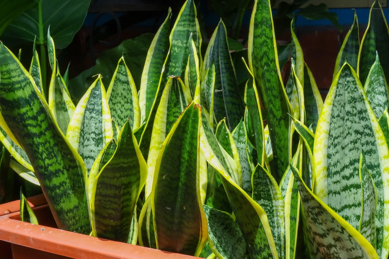 Dove mettere la Sansevieria per attirare energia positiva? Ecco il consiglio degli esperti Immagine selezionata