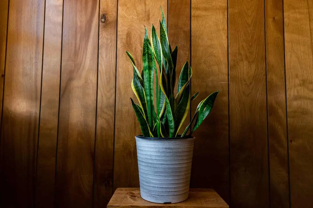 Dove mettere la Sansevieria per attirare energia positiva? Ecco il consiglio degli esperti Immagine selezionata