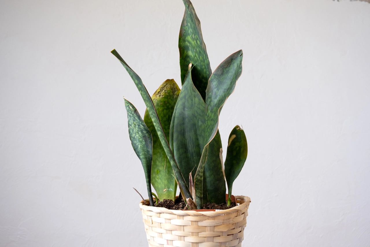 Dove mettere la Sansevieria per attirare energia positiva? Ecco il consiglio degli esperti Immagine selezionata