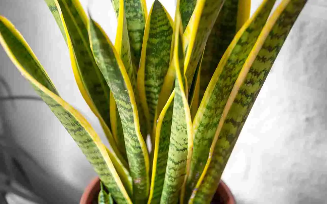 Dove mettere la Sansevieria per attirare energia positiva? Ecco il consiglio degli esperti Immagine selezionata